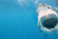 Γνωρίστε τα δέκα πιο θανατηφόρα είδη καρχαριών του κόσμου