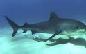 Γνωρίστε τα δέκα πιο θανατηφόρα είδη καρχαριών του κόσμου - Φωτογραφία 10