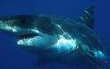Γνωρίστε τα δέκα πιο θανατηφόρα είδη καρχαριών του κόσμου - Φωτογραφία 11