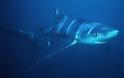Γνωρίστε τα δέκα πιο θανατηφόρα είδη καρχαριών του κόσμου - Φωτογραφία 2