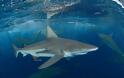 Γνωρίστε τα δέκα πιο θανατηφόρα είδη καρχαριών του κόσμου - Φωτογραφία 3
