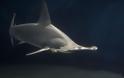 Γνωρίστε τα δέκα πιο θανατηφόρα είδη καρχαριών του κόσμου - Φωτογραφία 4