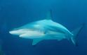 Γνωρίστε τα δέκα πιο θανατηφόρα είδη καρχαριών του κόσμου - Φωτογραφία 6