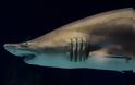 Γνωρίστε τα δέκα πιο θανατηφόρα είδη καρχαριών του κόσμου - Φωτογραφία 7