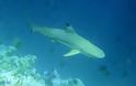 Γνωρίστε τα δέκα πιο θανατηφόρα είδη καρχαριών του κόσμου - Φωτογραφία 8