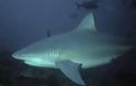 Γνωρίστε τα δέκα πιο θανατηφόρα είδη καρχαριών του κόσμου - Φωτογραφία 9