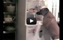 VIDEO: Σκύλος κάνει επιδρομή στο ψυγείο