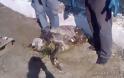 Νεκρή θαλάσσια χελώνα στη Σουβάλα - Φωτογραφία 1