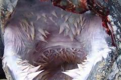 Σε τι ζώο ανήκουν αυτά τα σαγόνια;