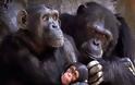 Χιμπατζήδες επιτέθηκαν και τραυμάτισαν σοβαρά έναν Αμερικανό ζωολόγο