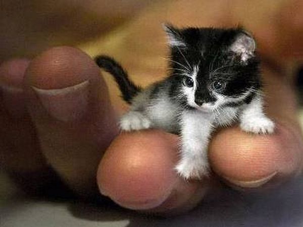 ΔΕΙΤΕ: Τα 7 μικρότερα ζώα στον κόσμο! - Φωτογραφία 2