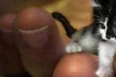 ΔΕΙΤΕ: Τα 7 μικρότερα ζώα στον κόσμο!