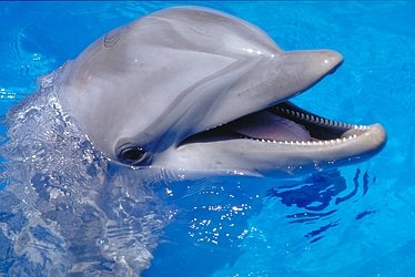 Εντυπωσιακή η ευφυΐα των δελφινιών - Φωτογραφία 1