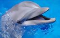 Εντυπωσιακή η ευφυΐα των δελφινιών
