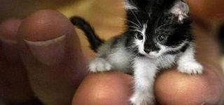 ΔΕΙΤΕ: Τα 7 μικρότερα ζώα στον κόσμο! - Φωτογραφία 1