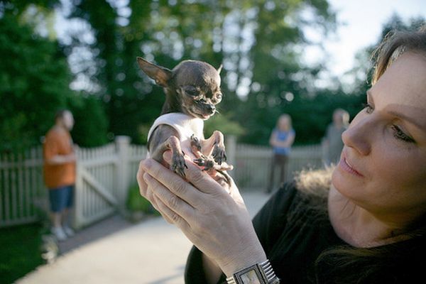 Самая маленькая собака в мире книга рекордов гиннесса фото