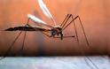 Η ελονοσία εμφανίζεται στην Ελλάδα μετά από 40 χρόνια