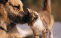 Σκύλος και γάτα: Άσπονδοι εχθροί ή καλύτεροι φίλοι; [video]