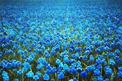 Βλέπεις ένα ανθισμένο λιβάδι; Για δες καλύτερα!