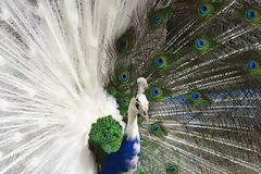 Η σπάνια ομορφιά του Λευκού Παγωνιού