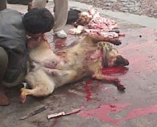 Κι άλλο περιστατικό σφαγής σκύλου από Πακιστανούς!!! (Και που να αρχίσουν οι μαύροι να τρώνε ανθρώπους...) - Φωτογραφία 1
