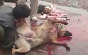 Κι άλλο περιστατικό σφαγής σκύλου από Πακιστανούς!!! (Και που να αρχίσουν οι μαύροι να τρώνε ανθρώπους...)