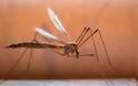 Κυρίαρχα τα κουνούπια στα παράλια της Λάρισας, αναγνώστης προειδοποιεί