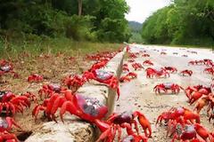 Μια ασυνήθιστη διάβαση για τα… καβούρια!