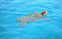 Αναγνώστης δηλώνει πως υπάρχουν Νεκρές θαλάσσιες χελώνες στη Κυλλήνη του νομού Ηλείας