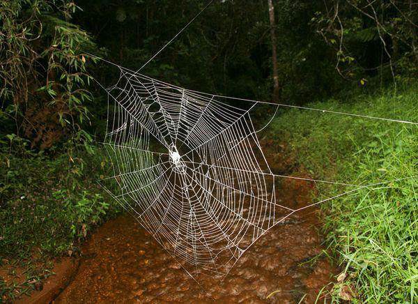 Δείτε:Ο μεγαλύτερος ιστός αράχνης στον πλανήτη! - Φωτογραφία 3