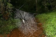 Δείτε:Ο μεγαλύτερος ιστός αράχνης στον πλανήτη!