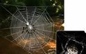 Δείτε:Ο μεγαλύτερος ιστός αράχνης στον πλανήτη! - Φωτογραφία 5