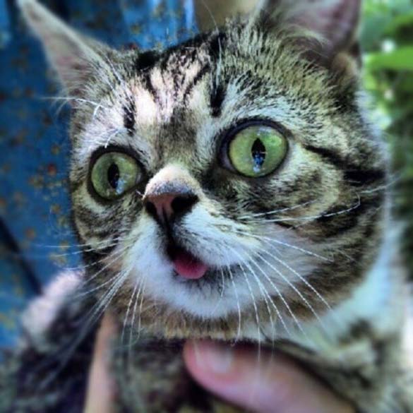 Το γατάκι νάνος που τρελαίνει το Internet (Photos & Video) - Φωτογραφία 7