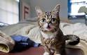 Το γατάκι νάνος που τρελαίνει το Internet (Photos & Video)