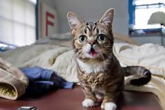 Το γατάκι νάνος που τρελαίνει το Internet (Photos & Video)