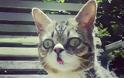 Το γατάκι νάνος που τρελαίνει το Internet (Photos & Video) - Φωτογραφία 3