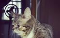Το γατάκι νάνος που τρελαίνει το Internet (Photos & Video) - Φωτογραφία 4