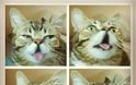 Το γατάκι νάνος που τρελαίνει το Internet (Photos & Video) - Φωτογραφία 5