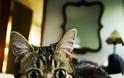 Το γατάκι νάνος που τρελαίνει το Internet (Photos & Video) - Φωτογραφία 6