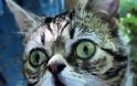 Το γατάκι νάνος που τρελαίνει το Internet (Photos & Video) - Φωτογραφία 7