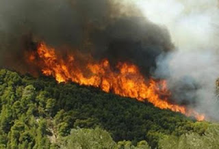 Φθιώτιδα: Καίγεται πευκοδάσος στη Λοκρίδα... - Φωτογραφία 1