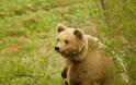 Ζημιές από αρκούδα προκαλούν αναστάτωση στην Καστοριά