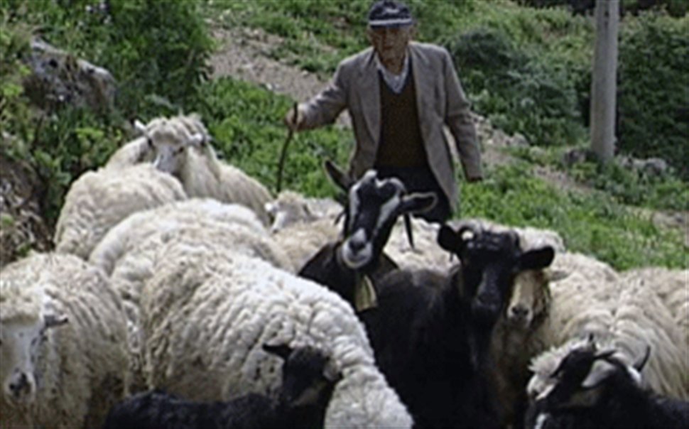 Ο βοσκός και τα πρόβατα - Φωτογραφία 1