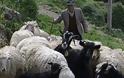 Ο βοσκός και τα πρόβατα