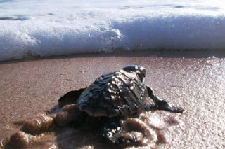 Θαλάσσια χελώνα: μια ξεχωριστή φωλιά στον Λακωνικό Κόλπο - Φωτογραφία 1