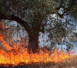 Kαίγεται το δάσος Ακάμα- Από τις χειρότερες πυρκαγιές της Πάφου - Φωτογραφία 1