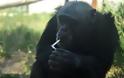 VIDEO: Χιμπατζής το'ριξε στις μπύρες και στο κάπνισμα !