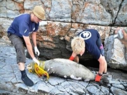 Νέος θάνατος Μεσογειακής Φώκιας στη Σάμο - Φωτογραφία 2