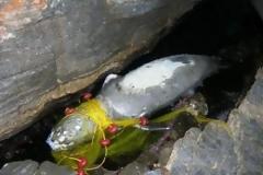 Νέος θάνατος Μεσογειακής Φώκιας στη Σάμο