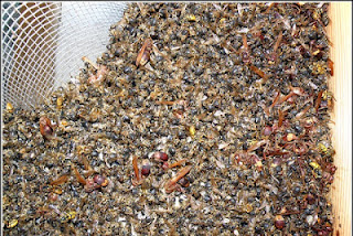 Εκατομμύρια μέλισσες νεκρές από δηλητήριο στο Οροπέδιο! - Φωτογραφία 1
